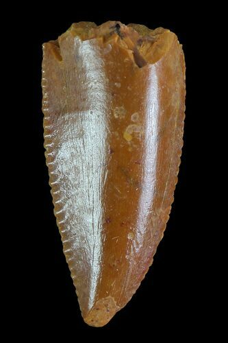 Serrated, Raptor Tooth - Morocco #72635